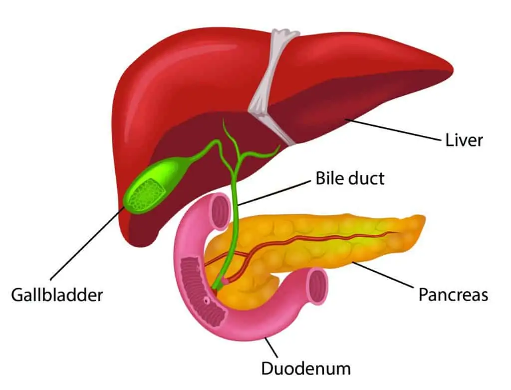 Pancreatitis Infographic showing where the pancreas is