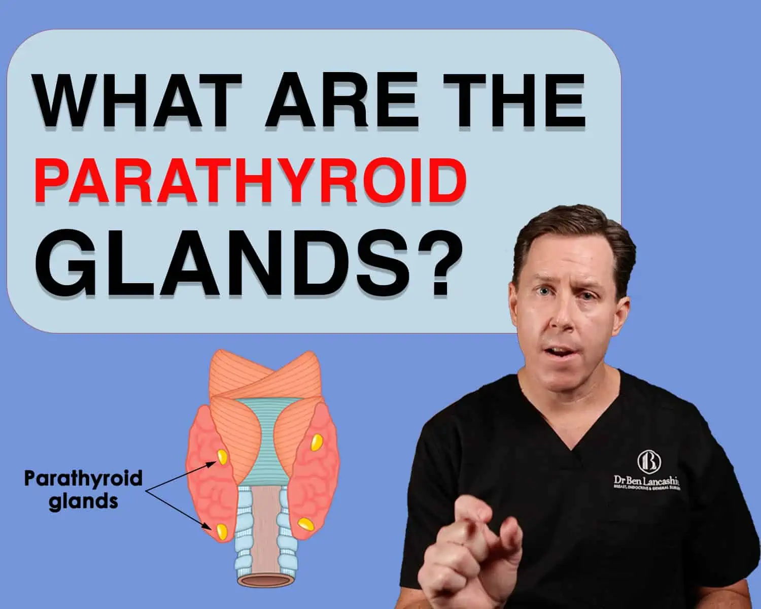 What are the parathyroid glands? Dr Ben explains.