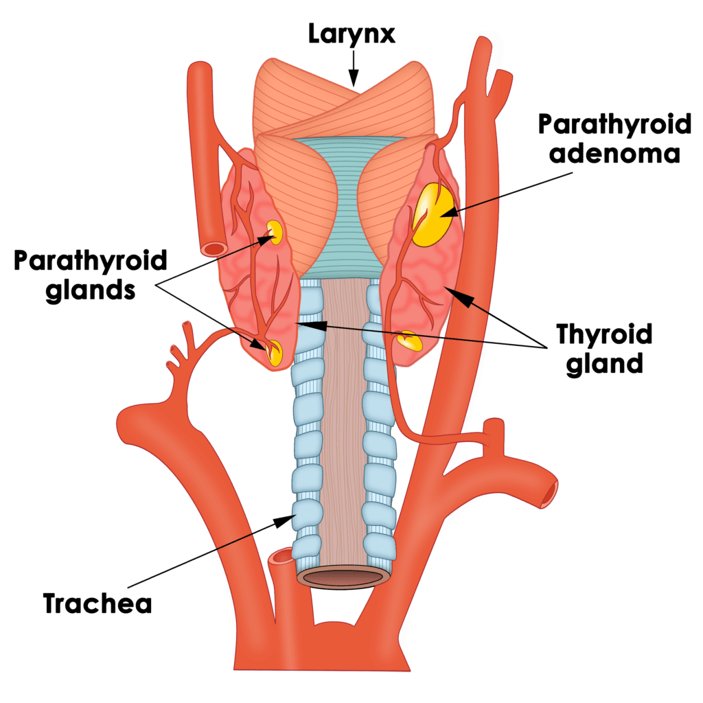 Parathyroid Anatomy