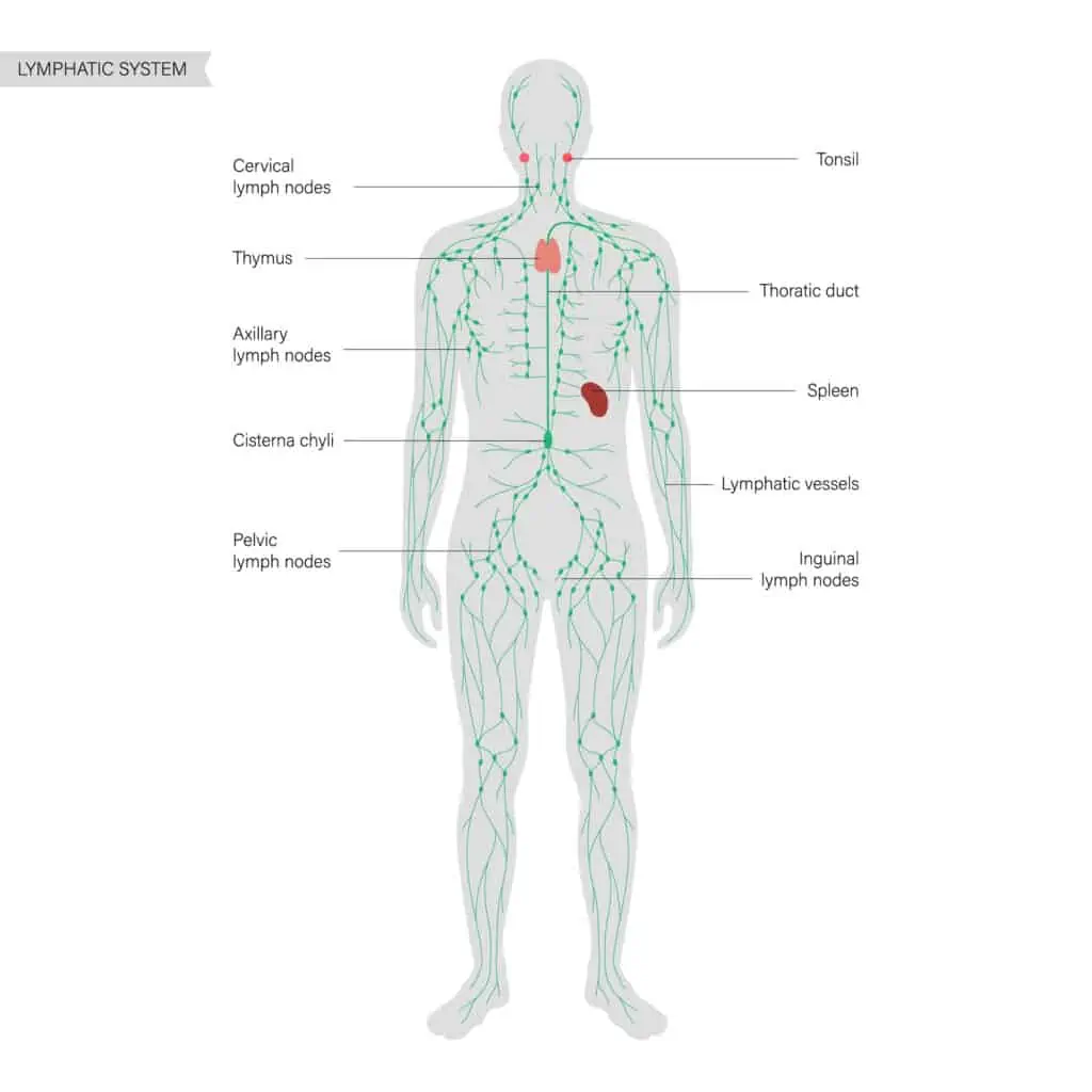 An infographic showing the lymphatic system